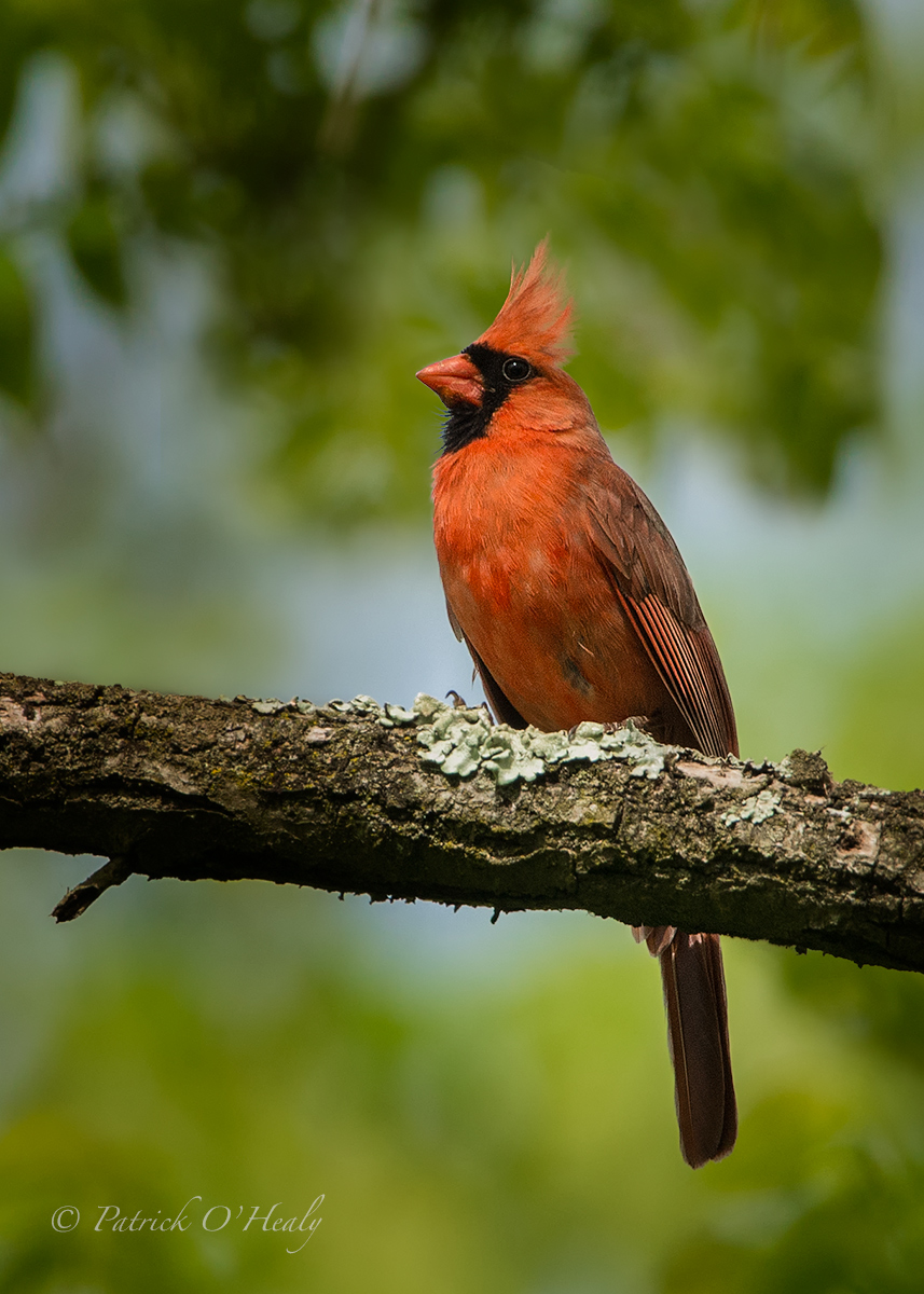Cardinal Re-Post