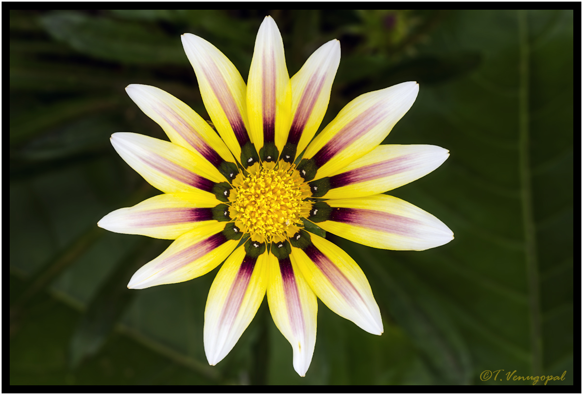 Daisy