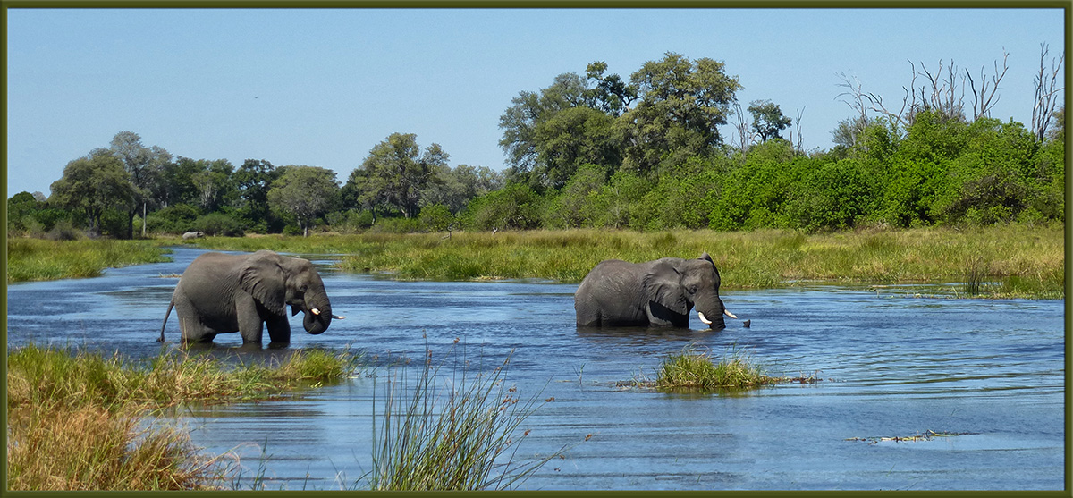 Elephants