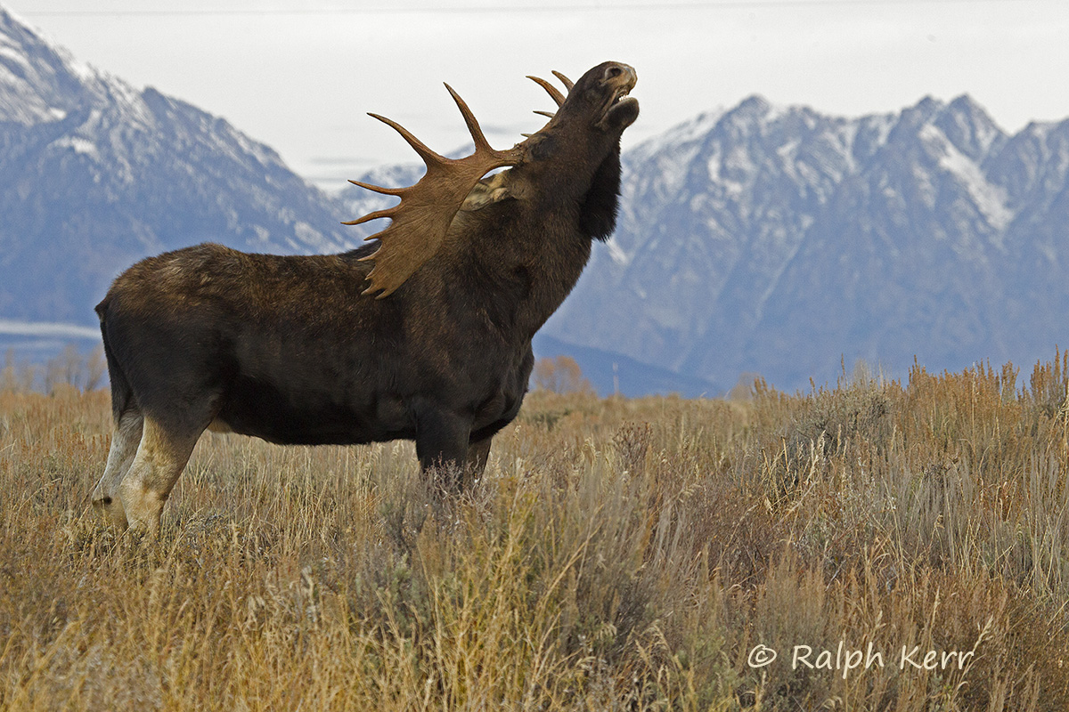 Grand Teton Moose