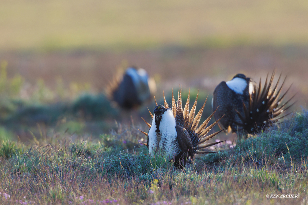 Sage Grouse Males