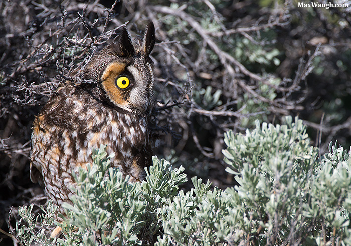 Yellowstone LEO