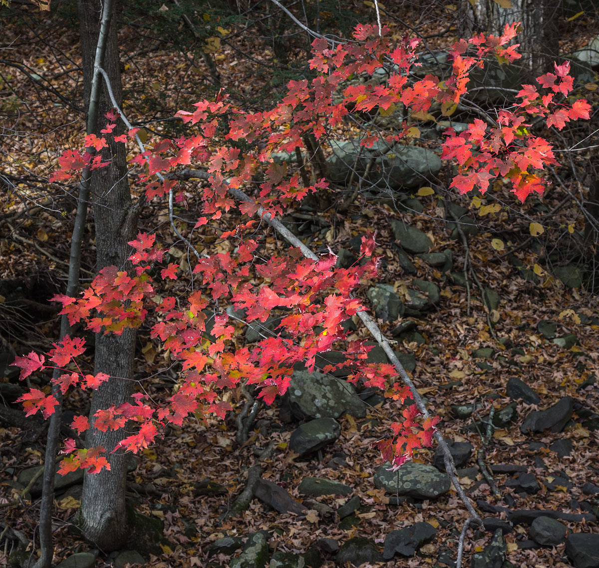 Study in Scarlet