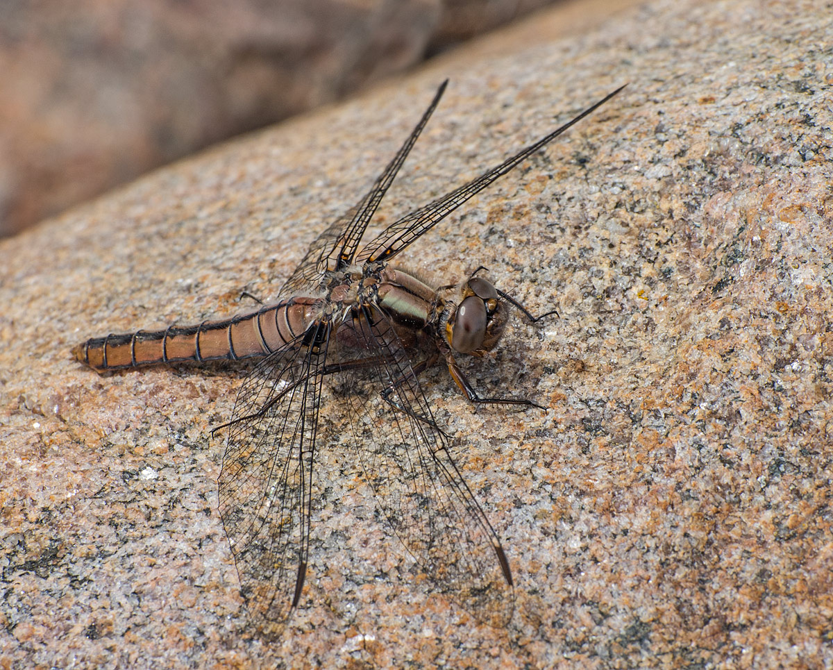 Chalk-fronted Corporal
