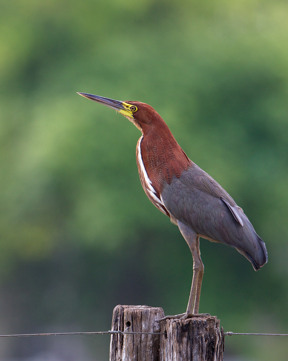 Rufescent Tiger-Heron