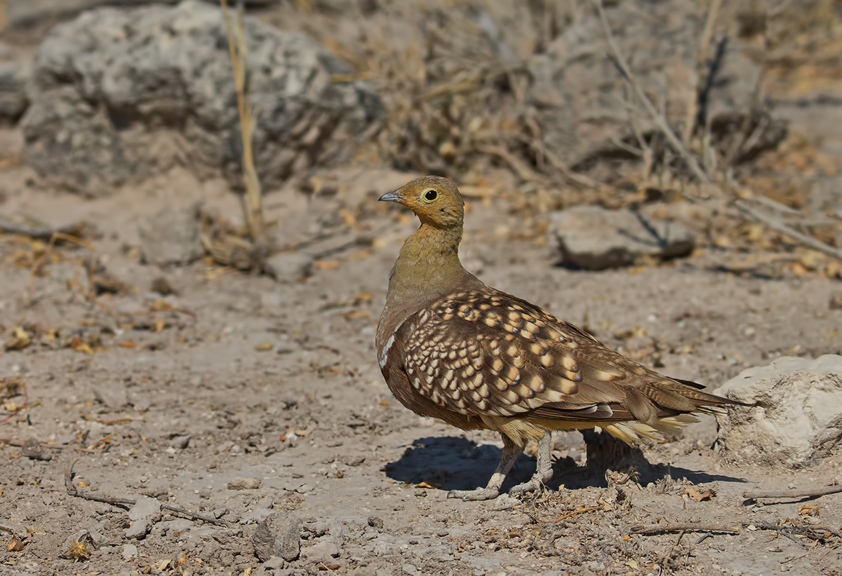 Namaqua Sand Grouse