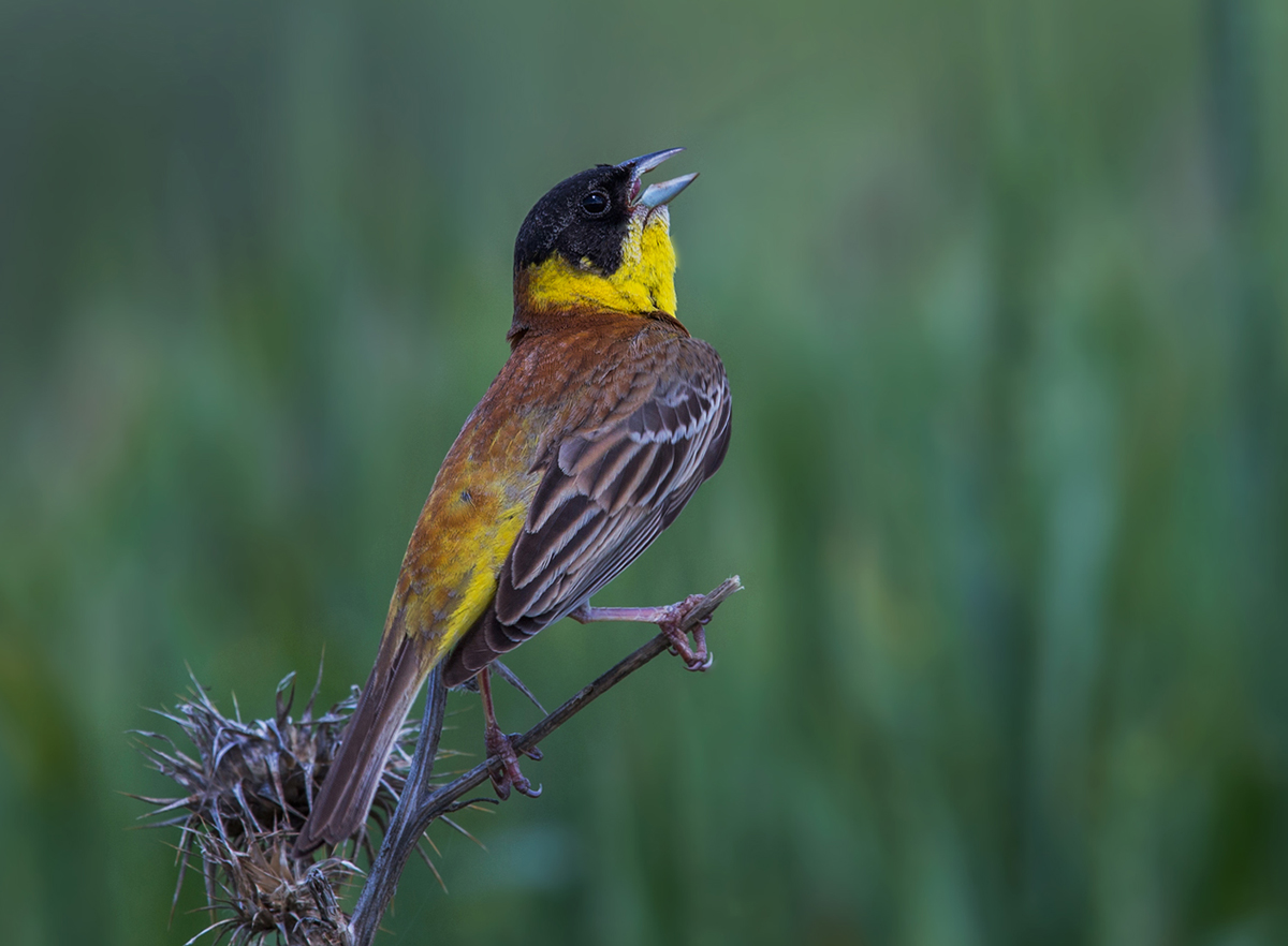 Black headed