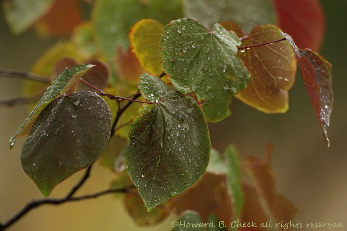 Rainy Myrtle