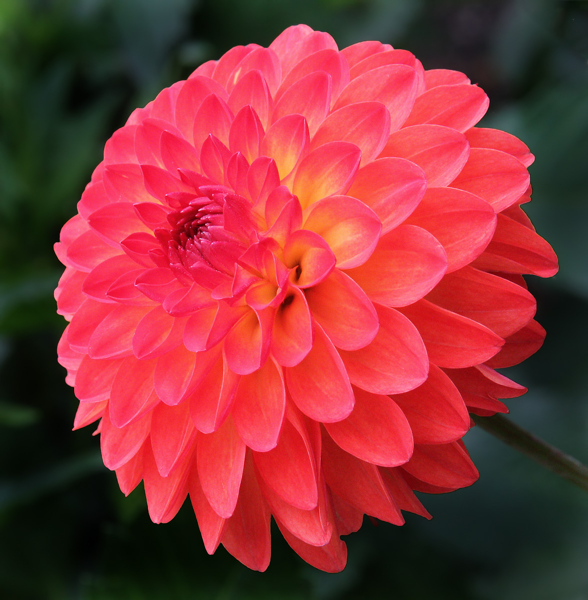 One More Dahlia