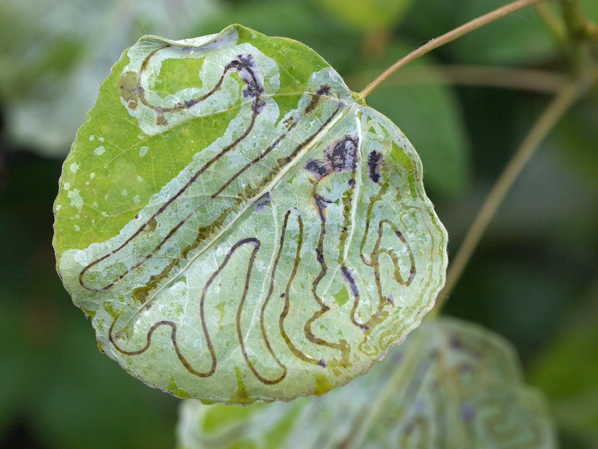 Leaf Miner Tracks
