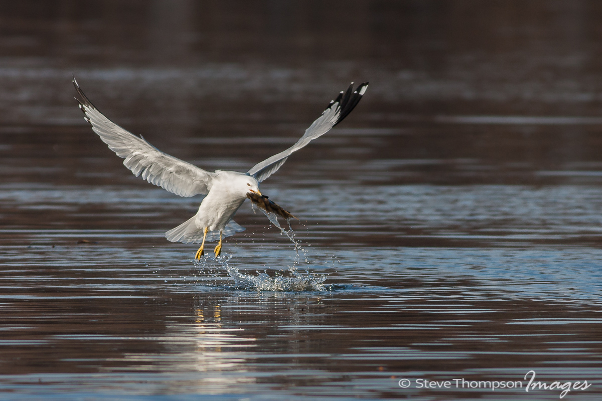 Ring Billed with Snack