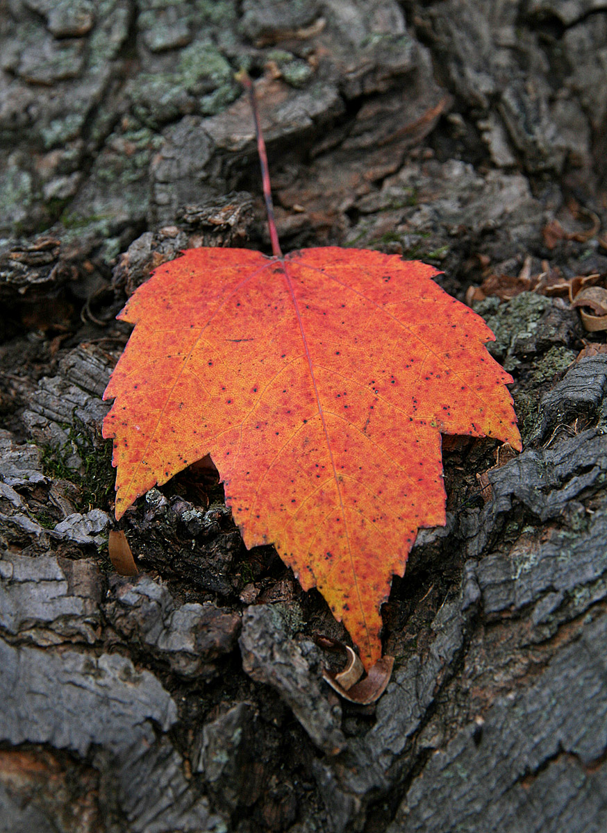 Leaf on Tree Trunk WC660
