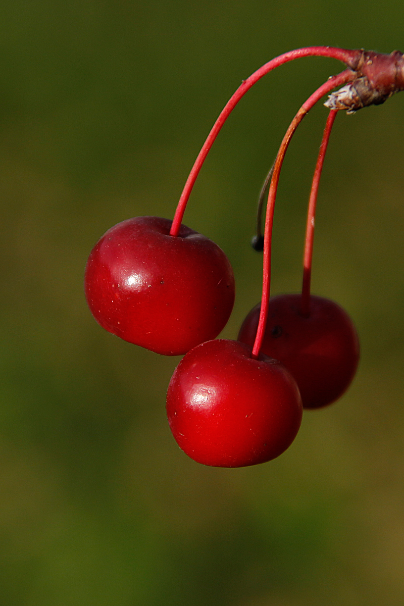 Red And Green
