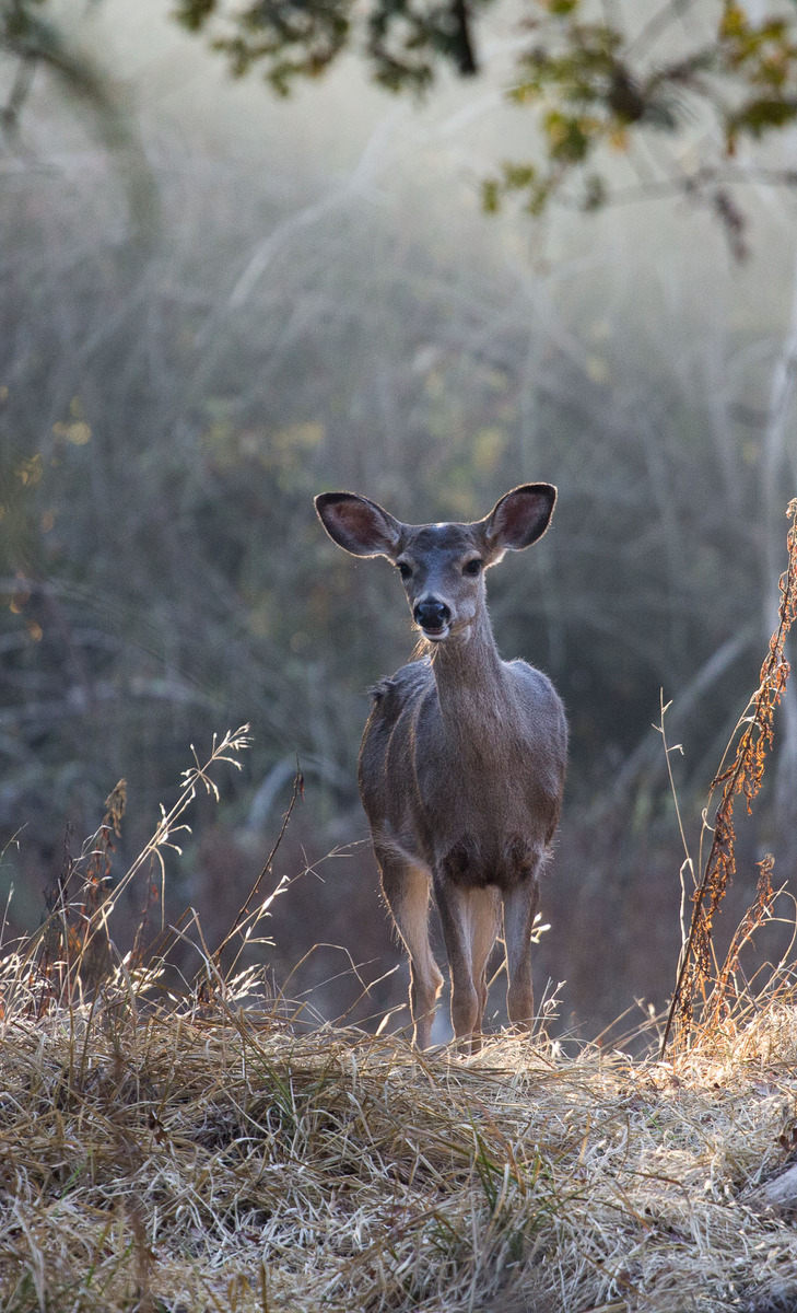 Just A Doe?