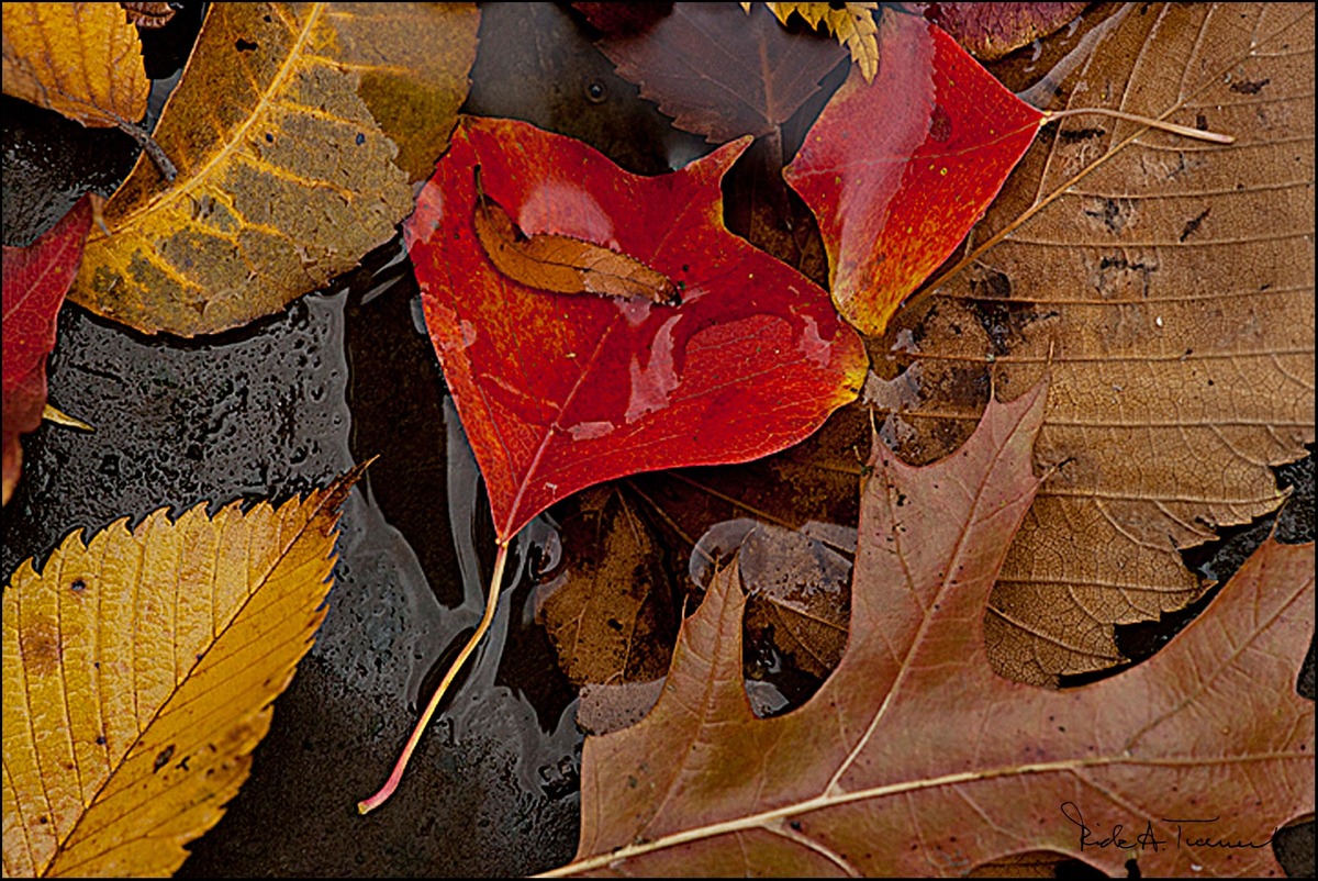 Turtle Creek Leaves