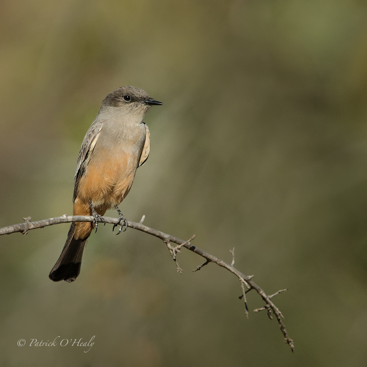 Say's Phoebe