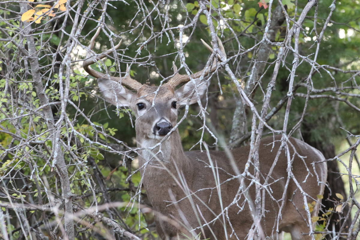Buck With The 7D Mark II