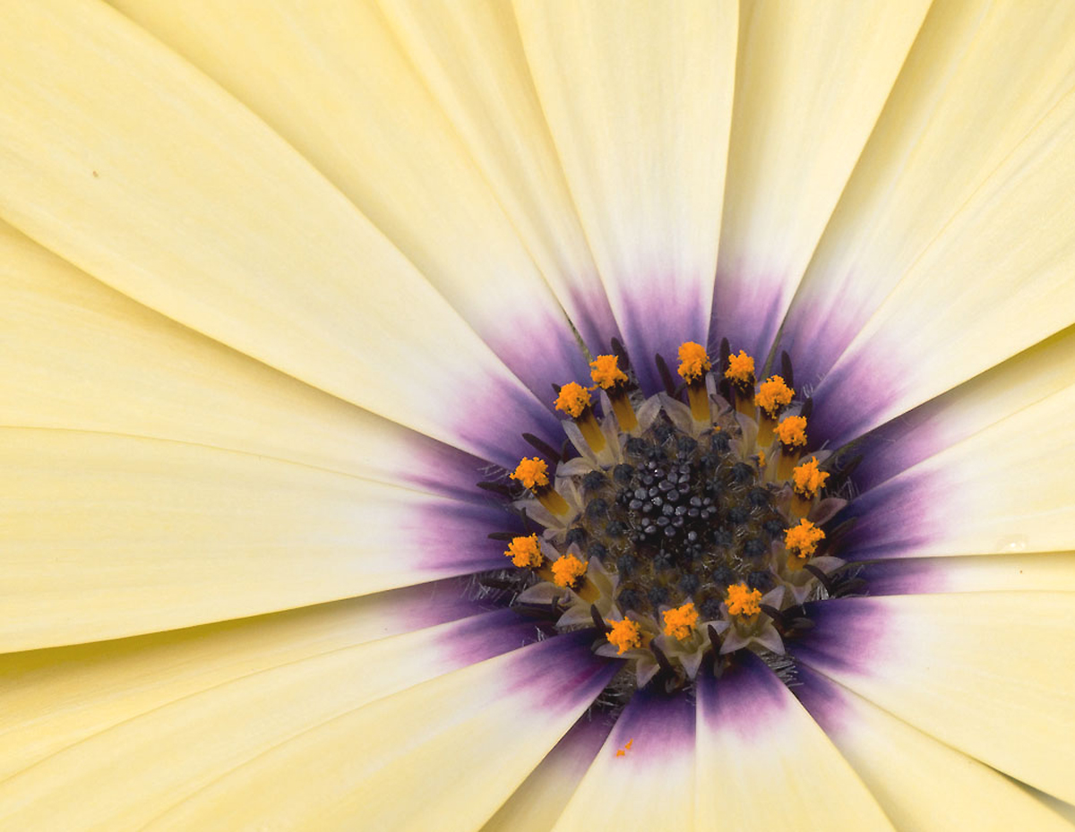 Osteospermum close up