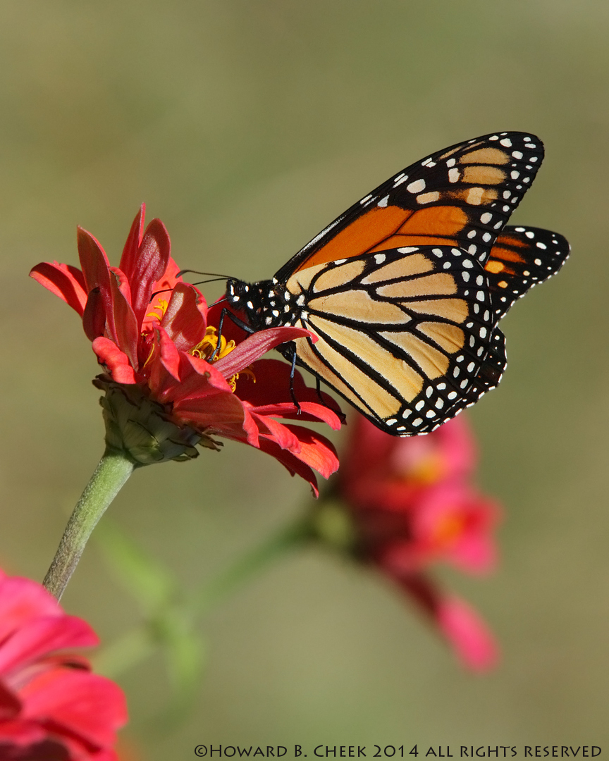 Fall Migration