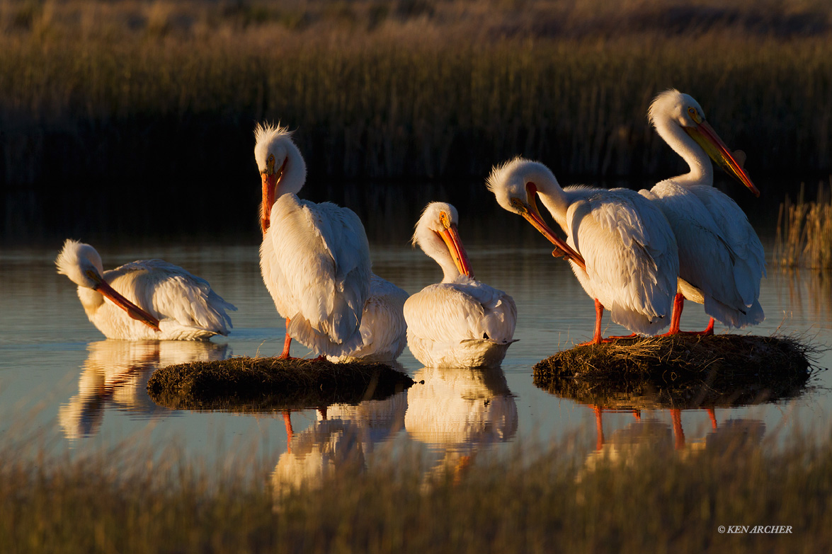 Preening Party