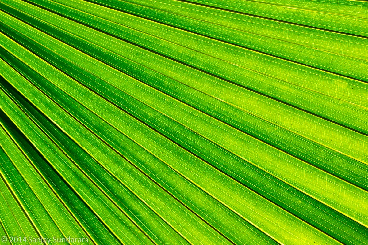 Palm Pattern WC#660