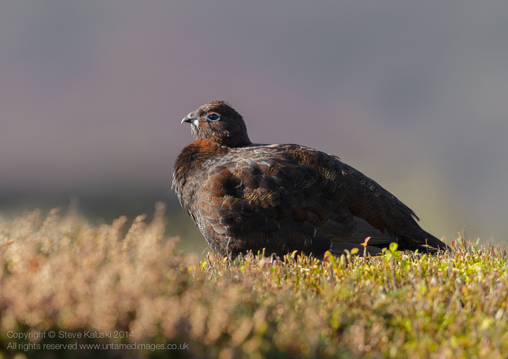 Early morning Red Grouse