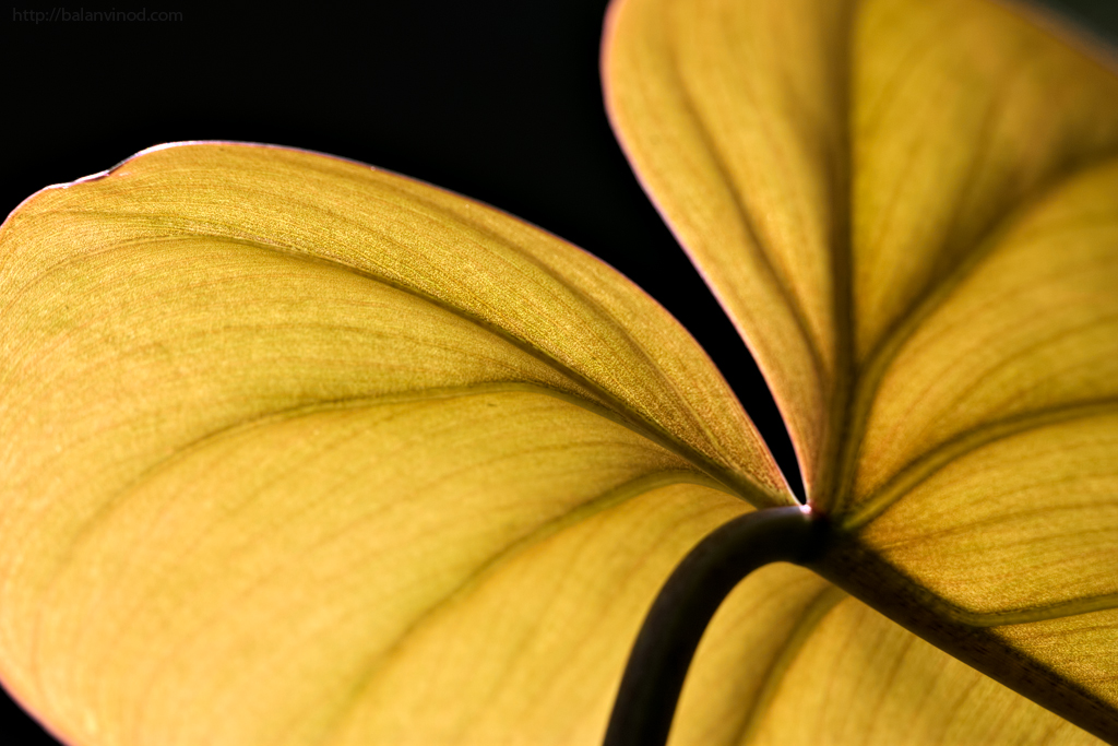 #660 Back Light