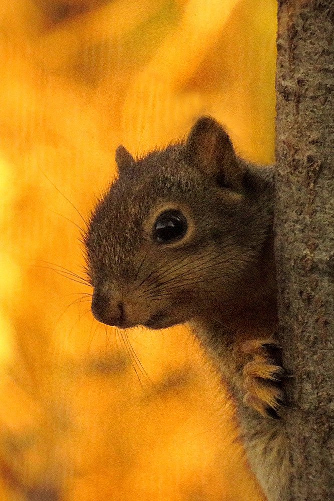 Surprise squirrel + full frame added