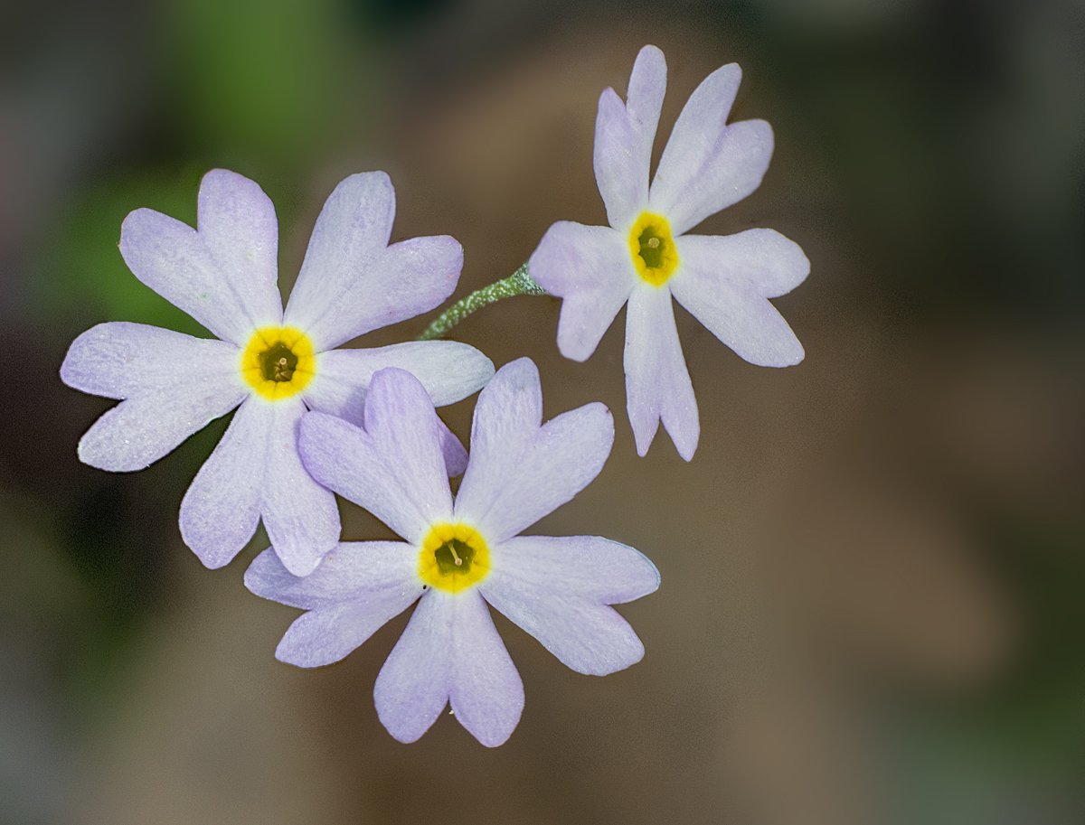 Bird's Eye Primrose