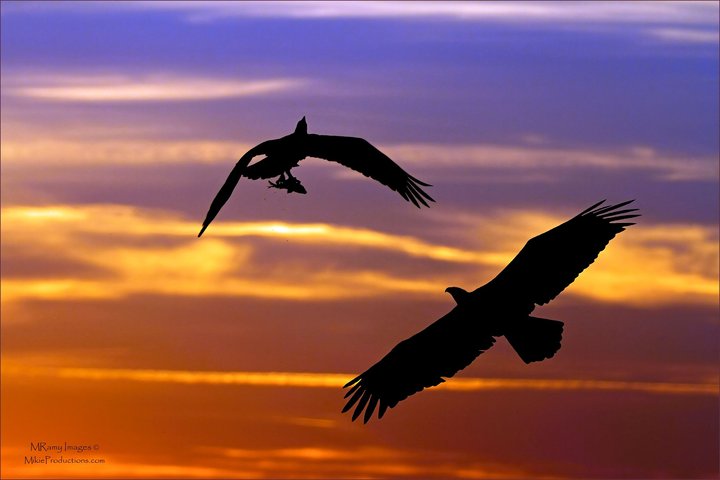 Sunset Showdown