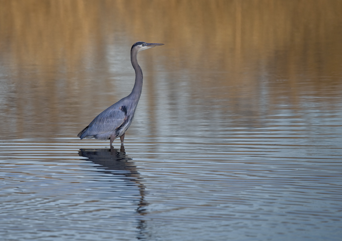 Great Blue Heron