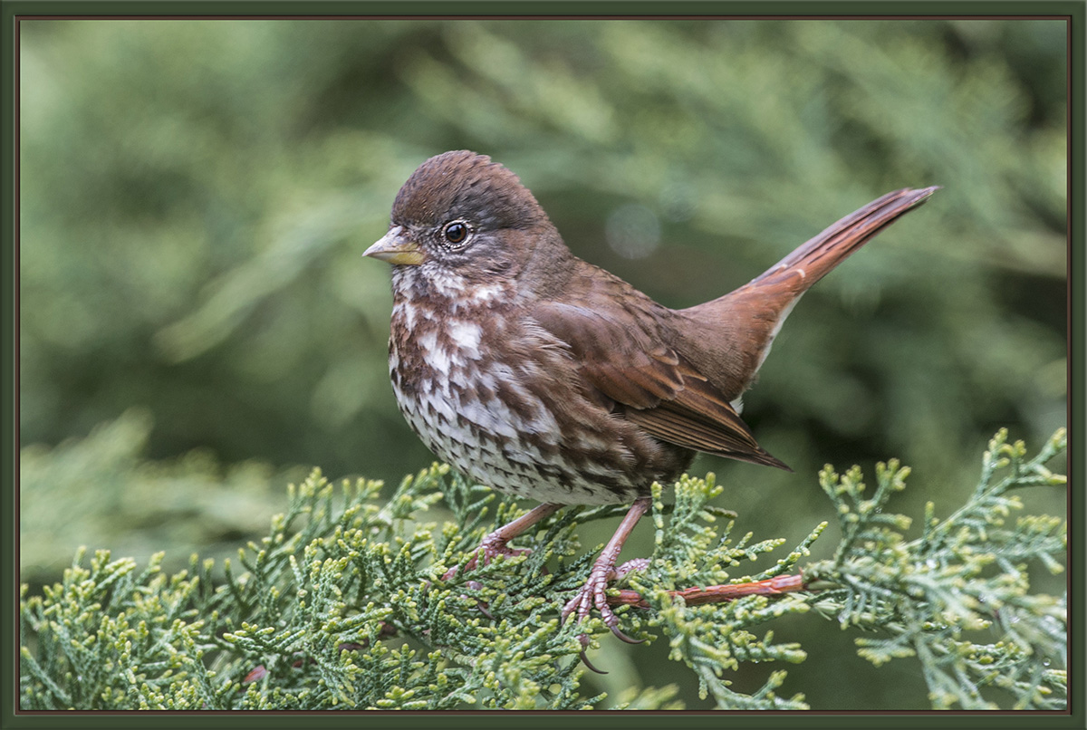 Fox Sparrow 