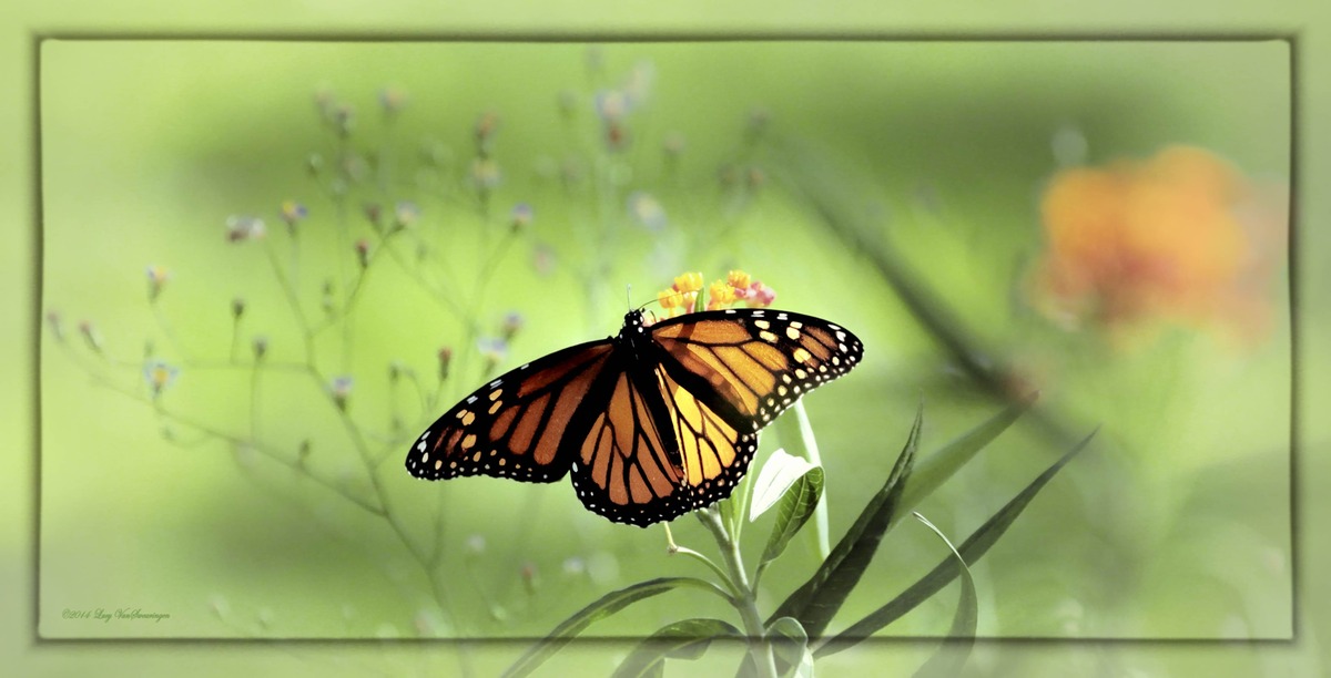 Wings In Soft Green