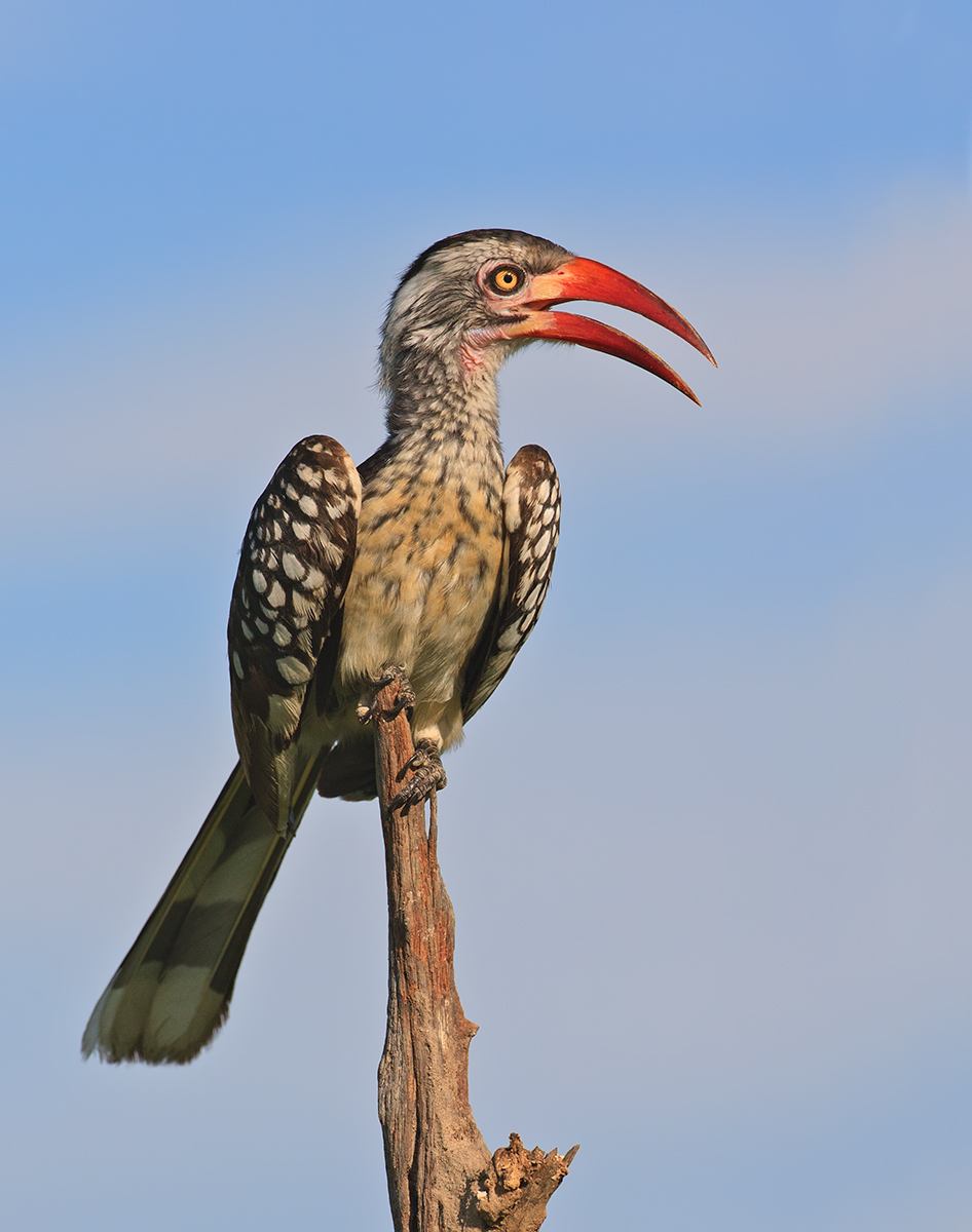 Red Billed Hornbill