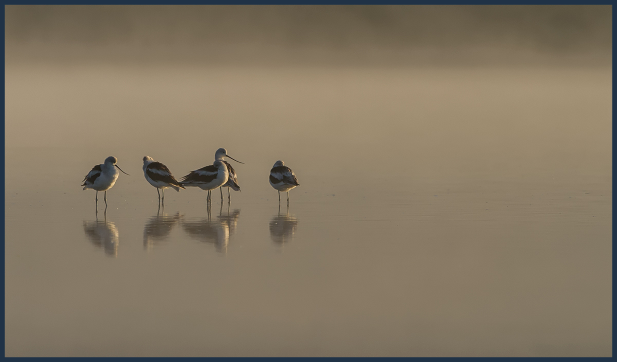 Morning Avocets