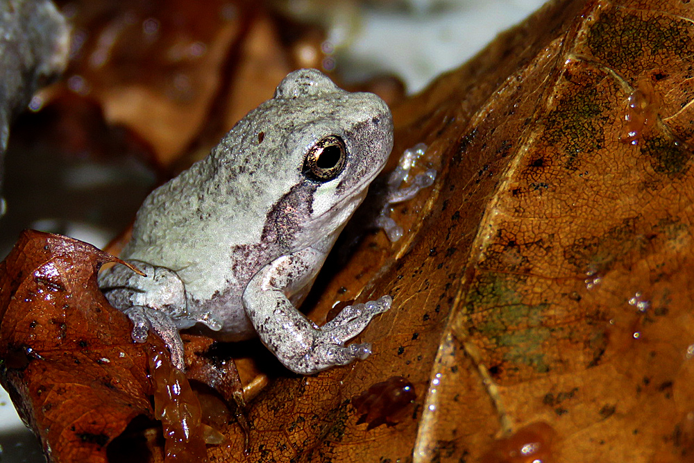 Gray tree frog