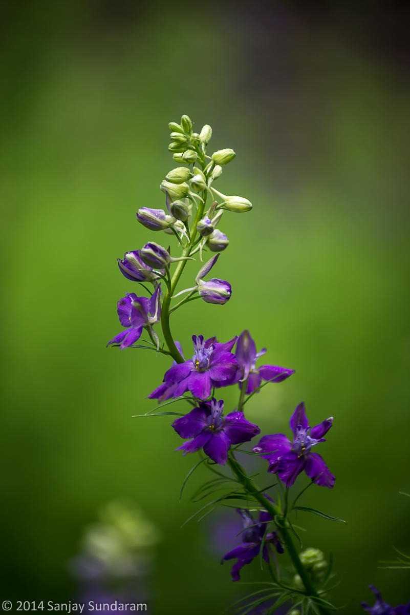 Delphinium w/Repost