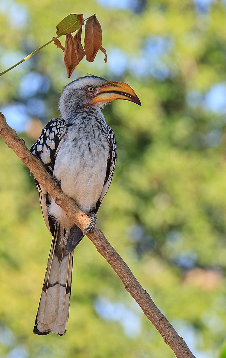 Yellow Billed Hornbill