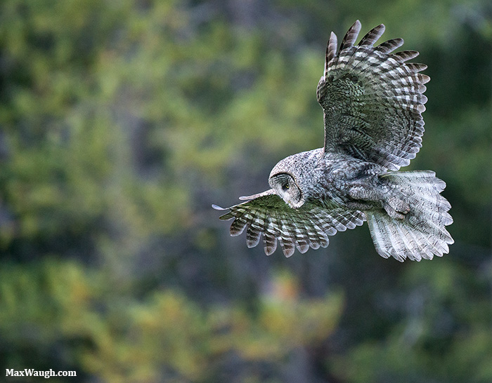 Great Gray Glide