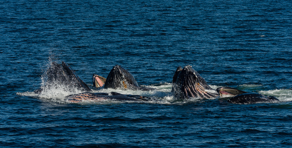 Lunge Feeding Whales