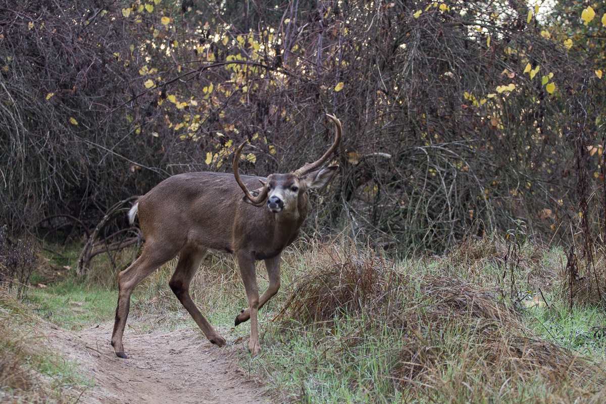 Odd Rack