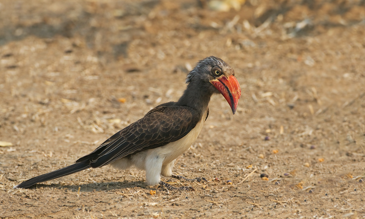 Crowned Hornbill
