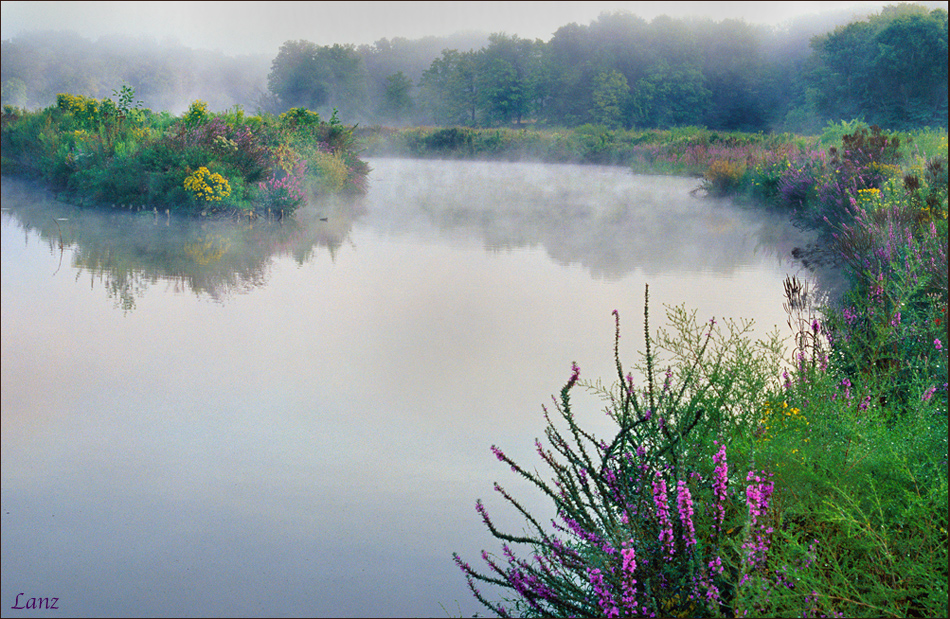 Foggy Wetlands (WC)