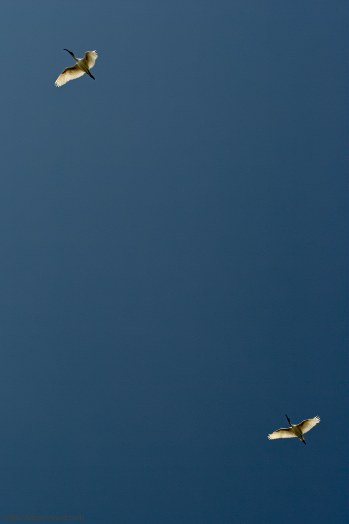 Birdscape
