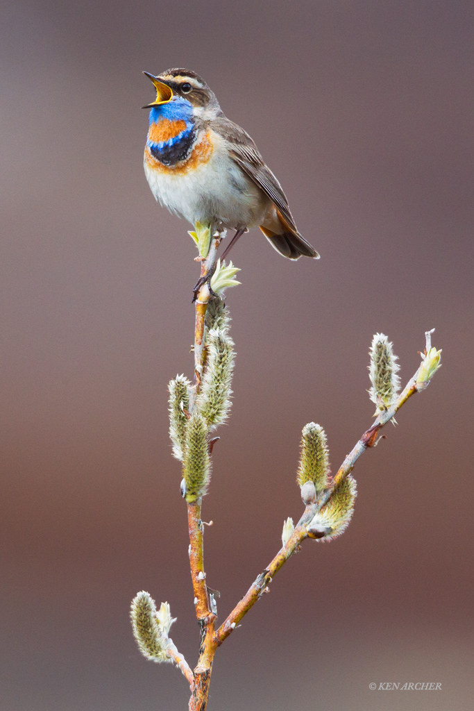 Bluethroat Singing