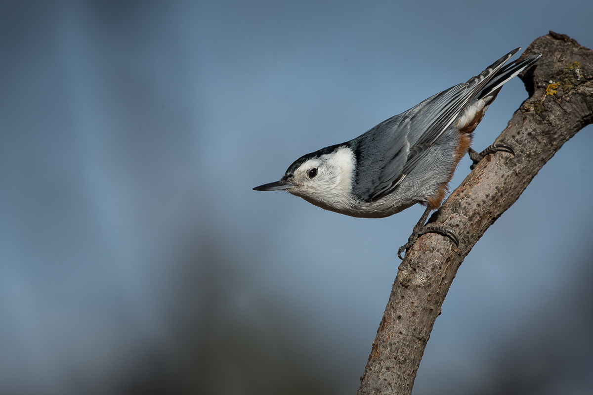 White Breasted Nuthatch
