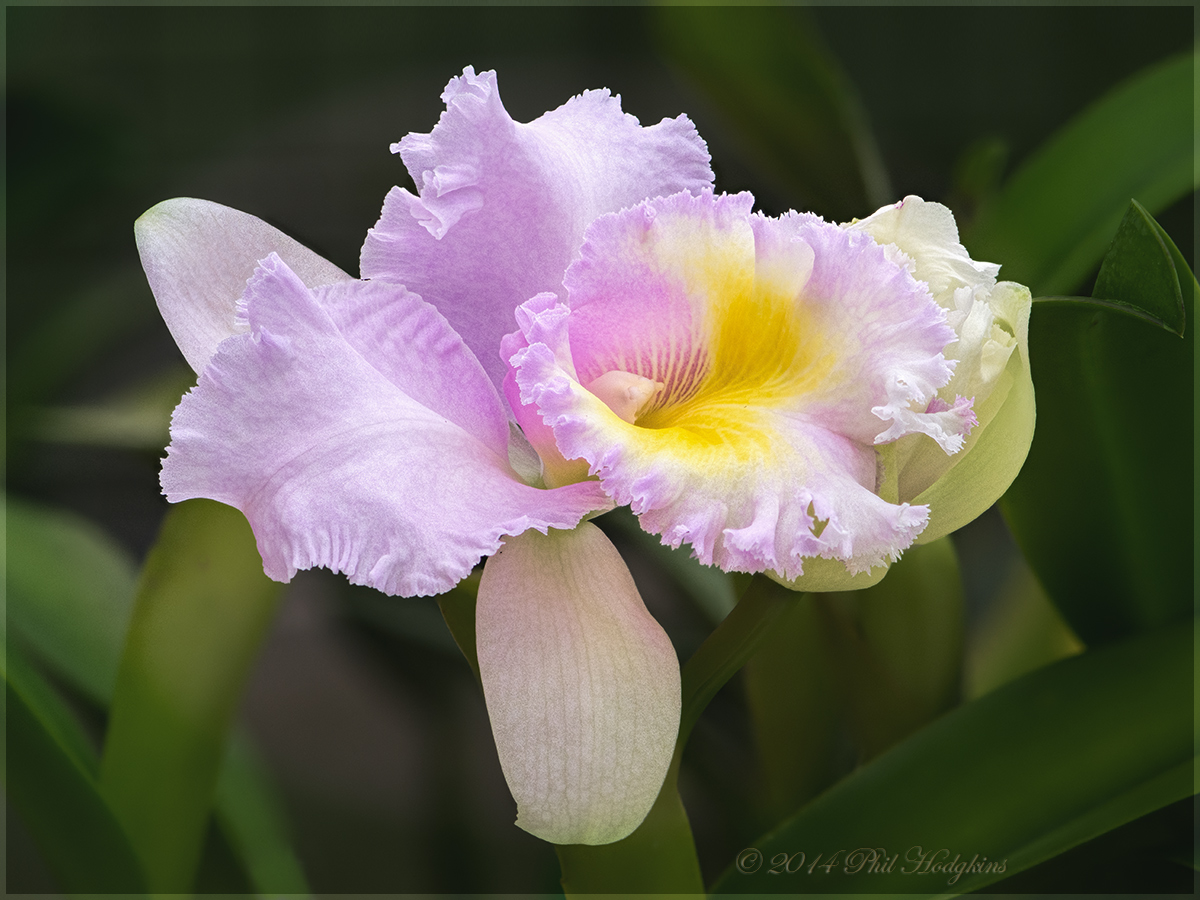 Orchid