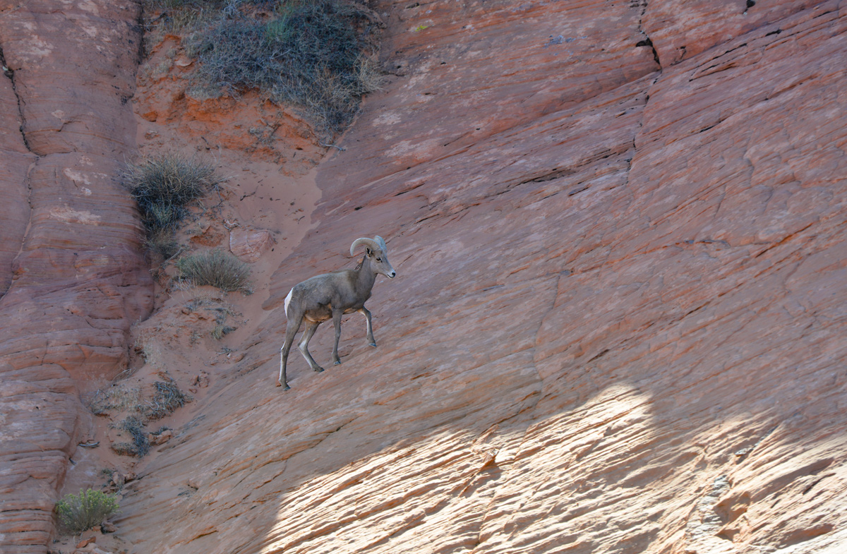 Desert Bighorn