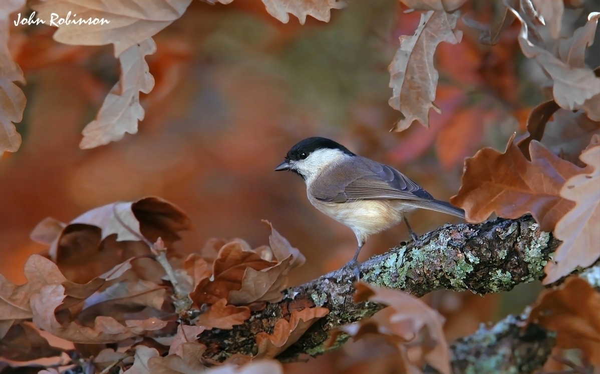 Autumn Marsh Tit