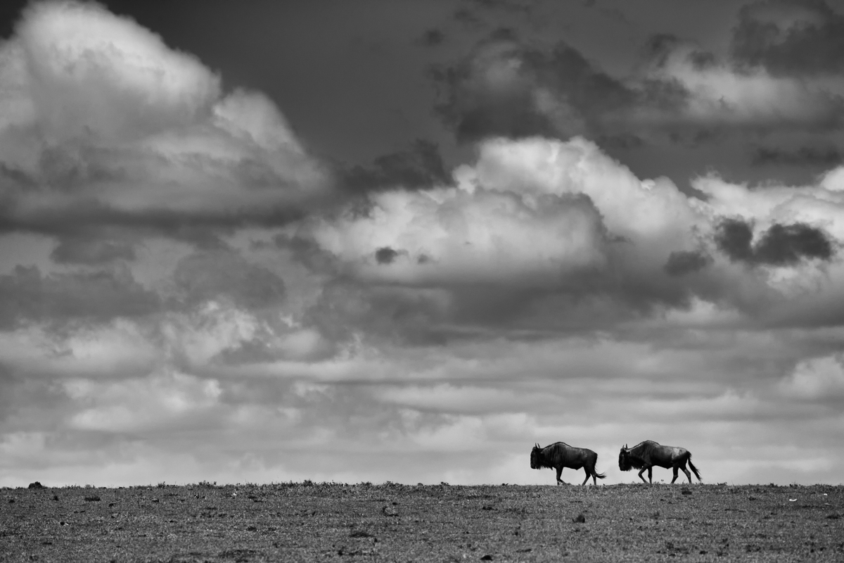 Under a BIG Sky